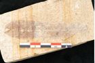 Foto (Detailansicht) von Asclepias podalyrii Unger (NHMW-GEO-2024-0188-8157)